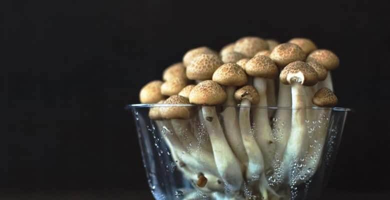 blue meanie magic mushrooms